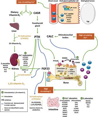 Physiological regulation of calcium and phosphorus utilization in laying hens